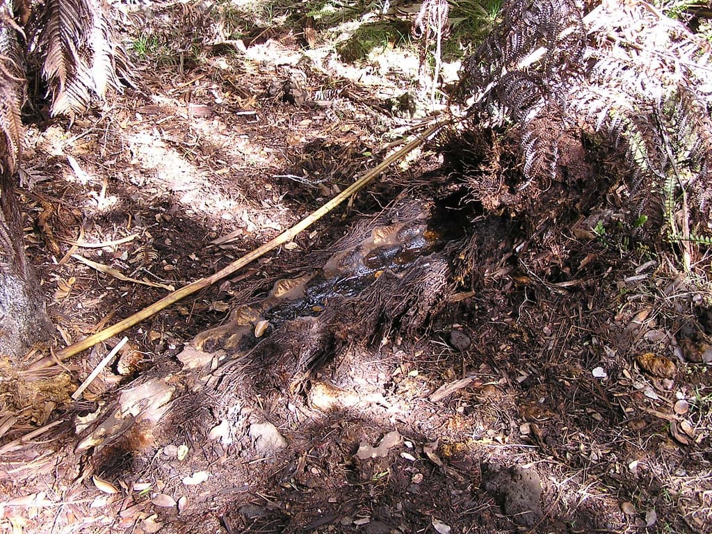 Pig damage hapuu fern 2