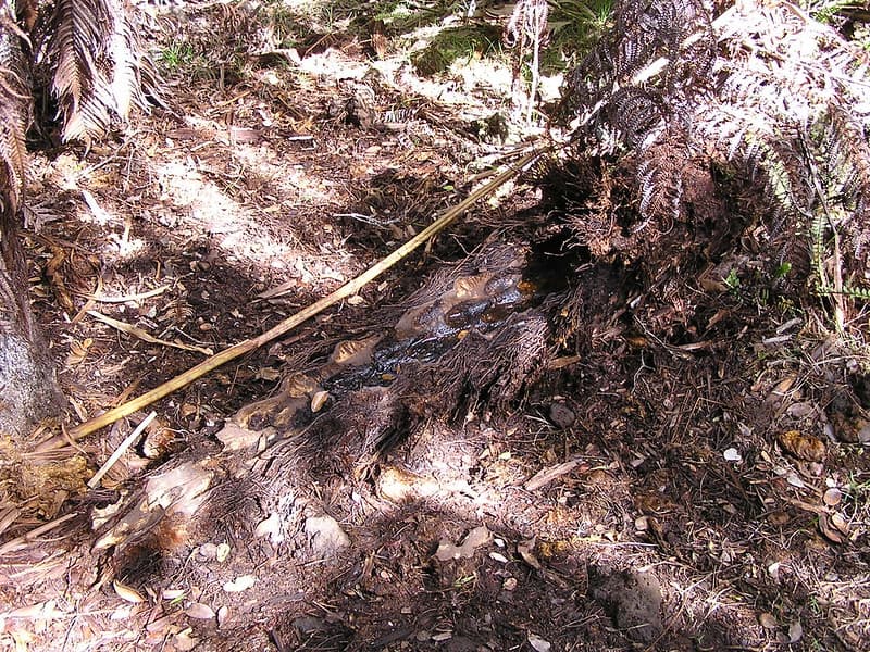 Pig damage hapuu fern 2