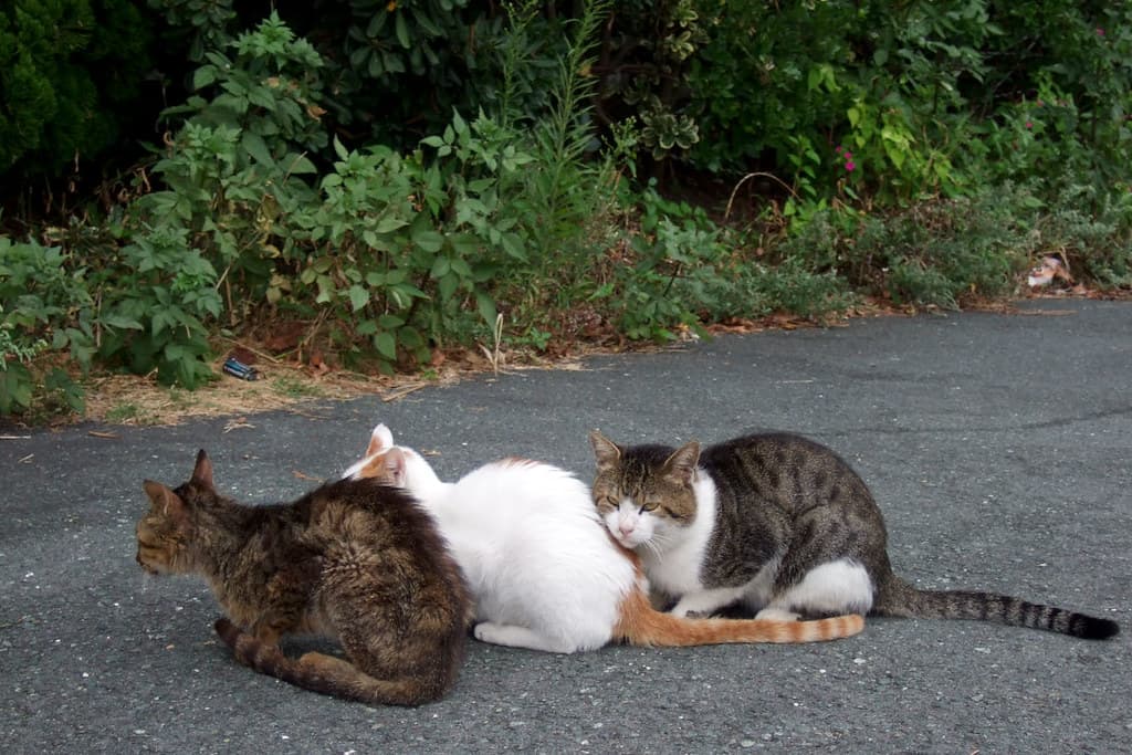 Feral cat?