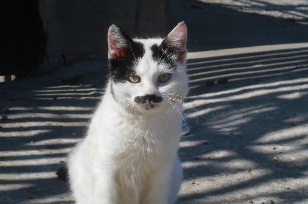 Funny cat with mustache