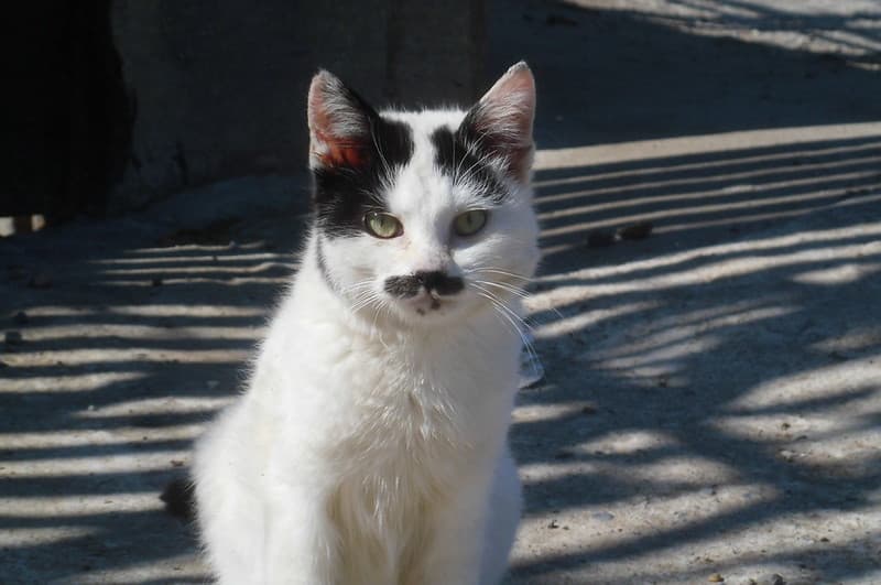 Funny cat with mustache