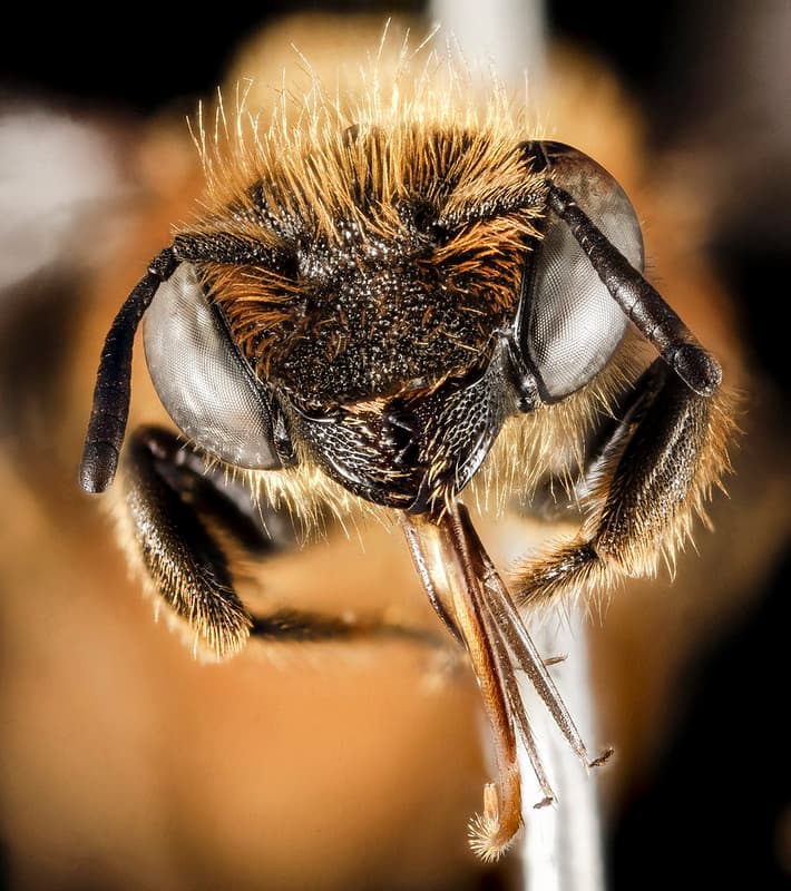 Bee, bees, biml