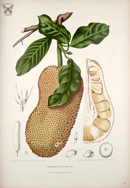 Thcentury, artocarpus, artocarpuspolyphemus