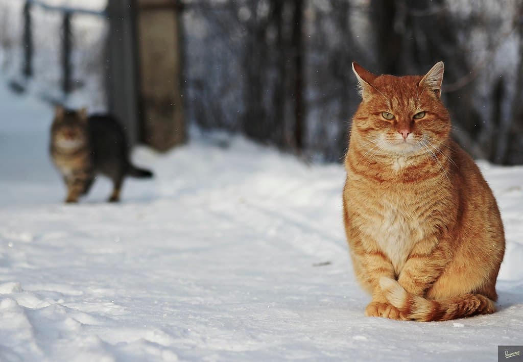 Homeless cats winter