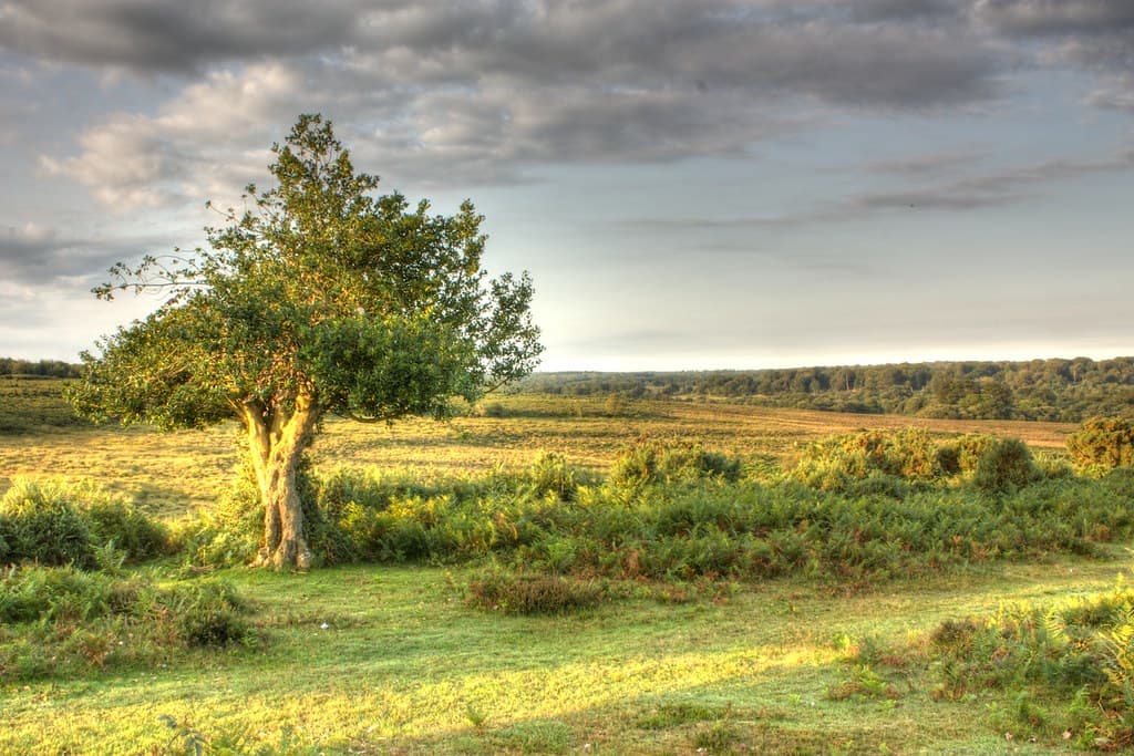 Sunrise in New Forest
