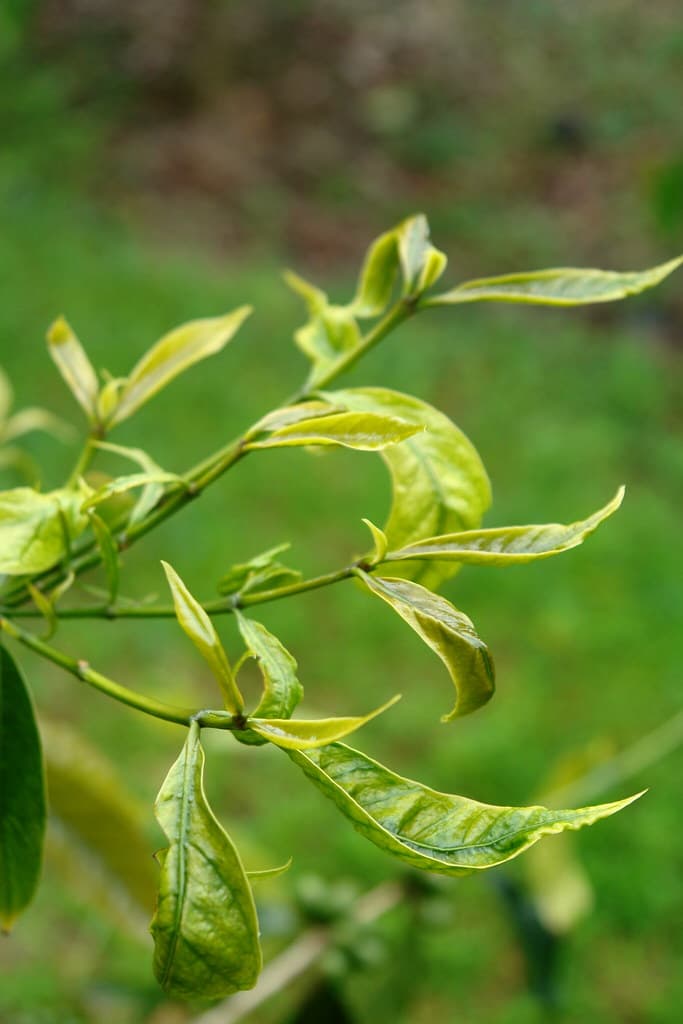 Arabica, coffea, coffee