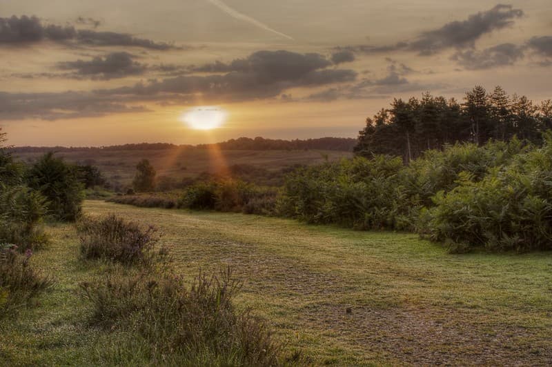 Sunrise in New Forest