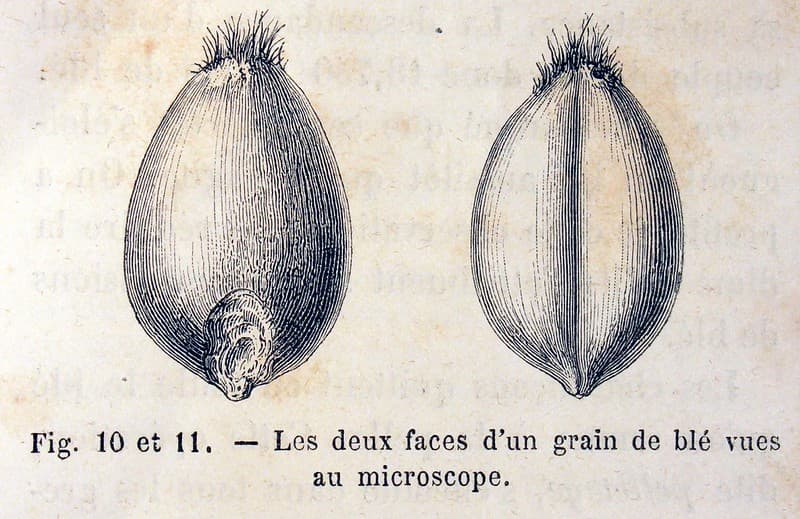 'Les deux faces d'un grain de blé vues au microscope'.