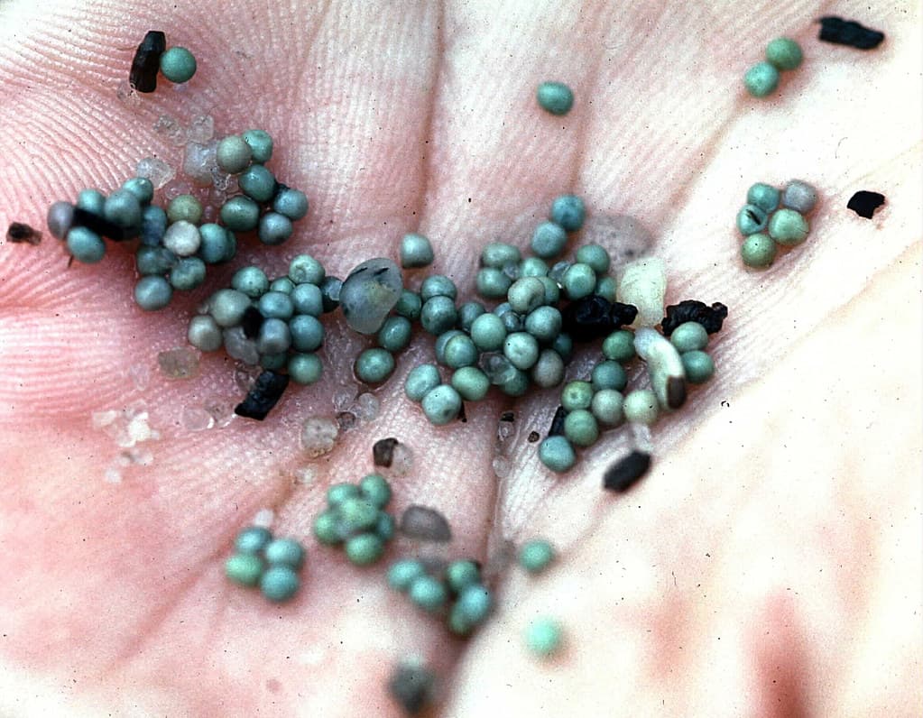 Horseshoe crab eggs in hand
