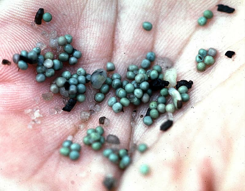 Horseshoe crab eggs in hand