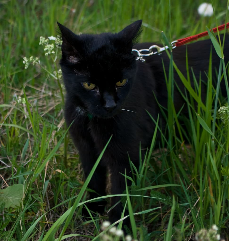 Felix the cat