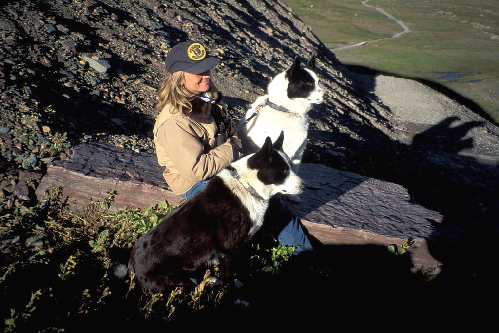 Karelian Bear Dogs