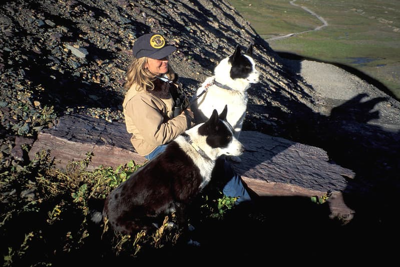 Karelian Bear Dogs