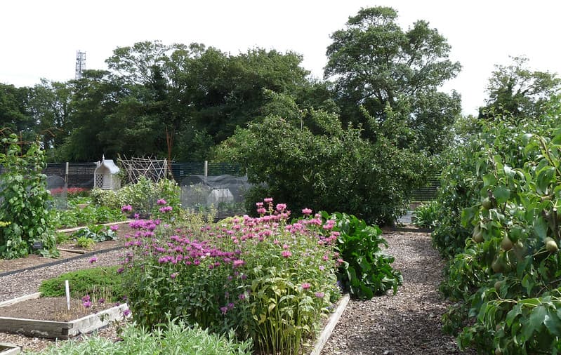 Lower Lovetts Farm organic kitchen garden (13)