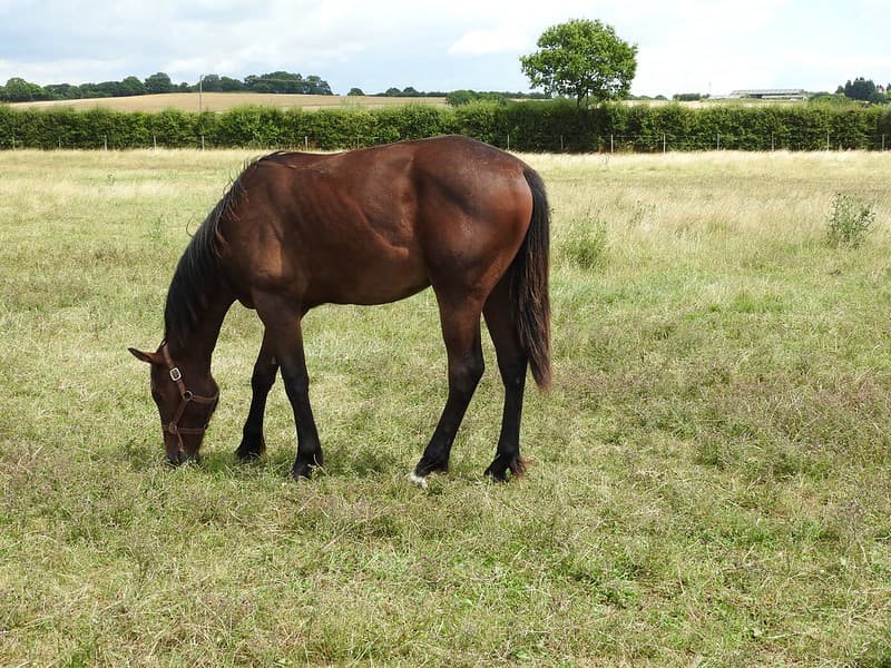 Horses