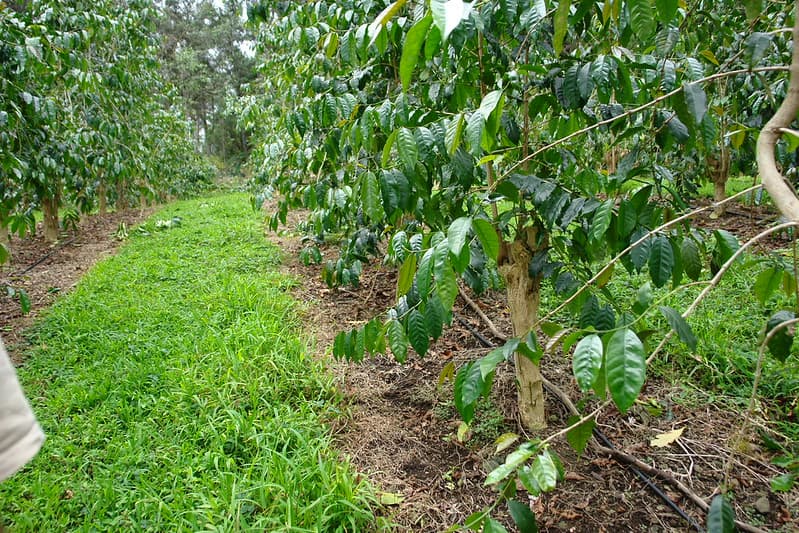 15 glyphosate herbicide injury coffee Coffea arabica