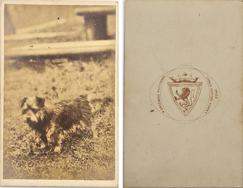 Animal, cartedevisite, cdv