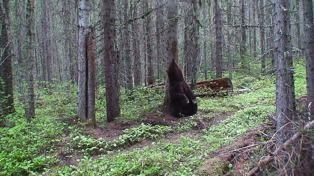 Grizzly bear rubbing on a tree (Northern Divide Grizzly Bear Project)