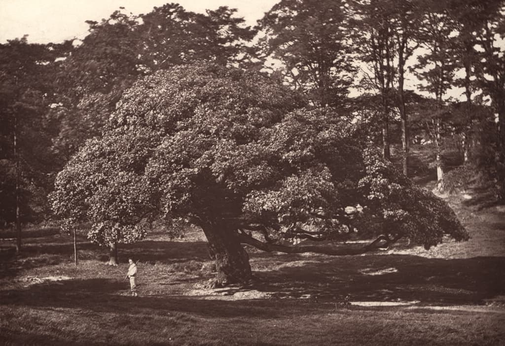000385:Oak tree Axwell Park Blaydon 1923