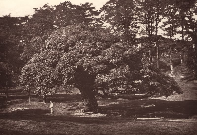 000385:Oak tree Axwell Park Blaydon 1923