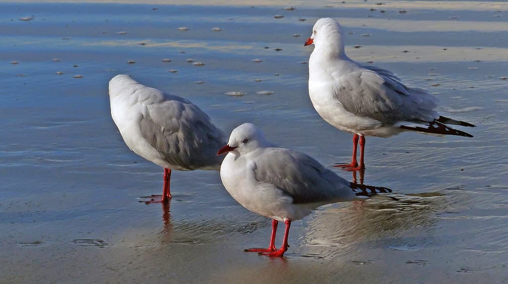 Gulls on the beach.