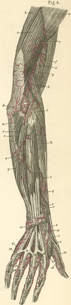 18-4 Arteries of the dorsal surface of the arm, forearm and hand.