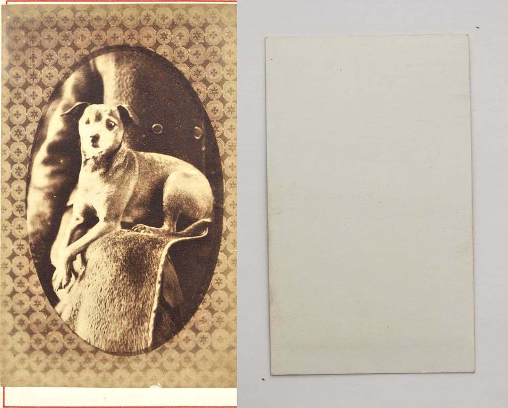 Portrait of dog from mystery album