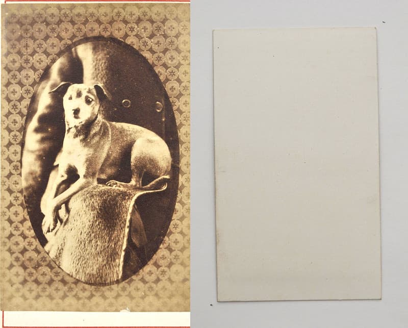 Portrait of dog from mystery album