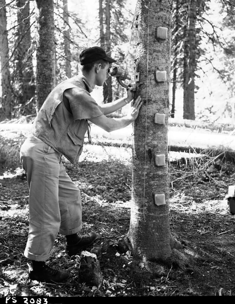 Balsamwoollyadelgid, chermes, forest