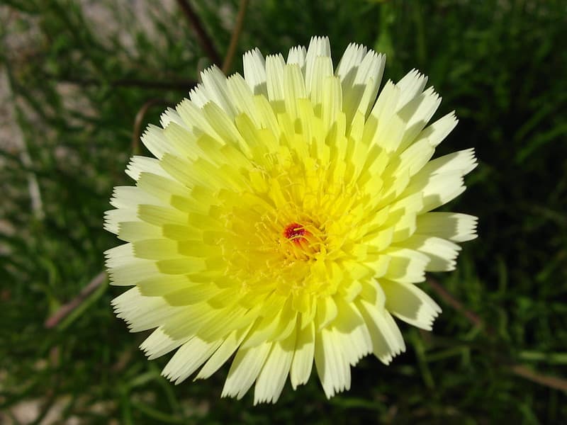 Smooth desert dandelion (Malacothrix glabrata); Bajada