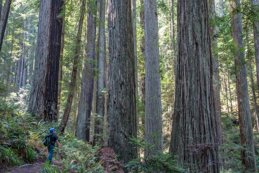 Headwaters Forest Reserve