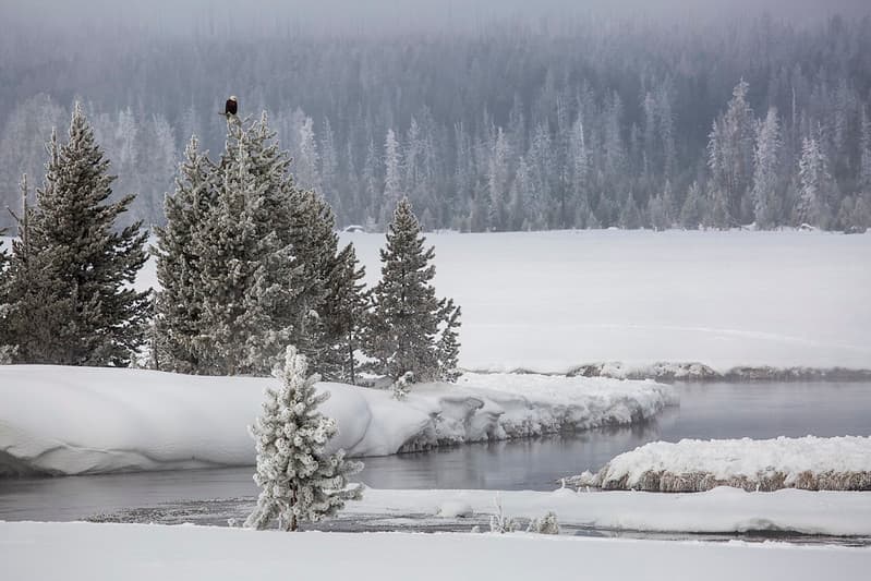 Bald eagle along the Gibbon River