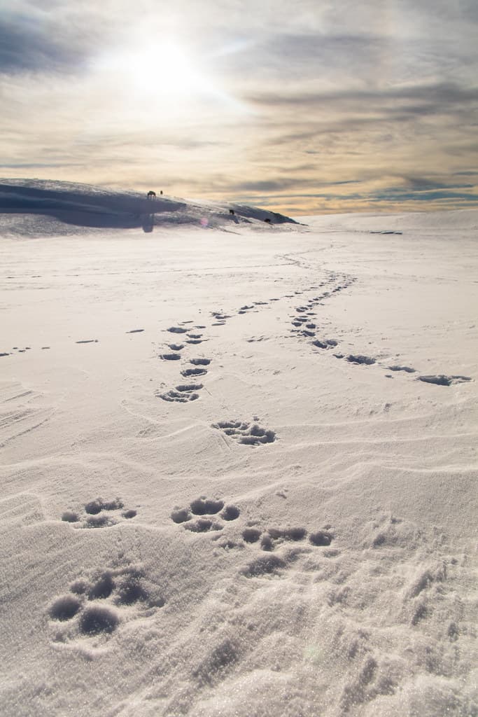 Wolf track sunset in Hayden Valley