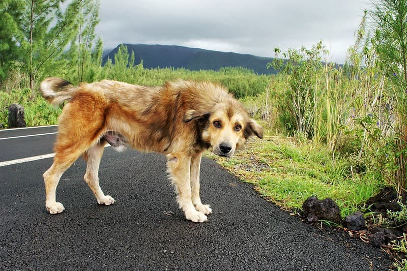 Old Wild Dog