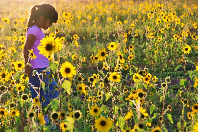 Girl Walking in Sunflowers, Great Sand Dunes National Park #2
