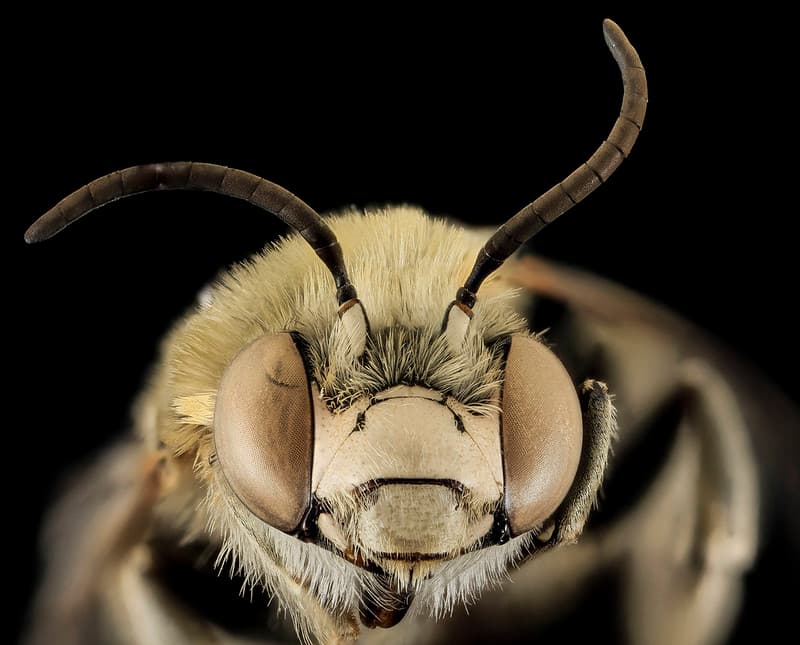 Rocky Mountain Bzzzz