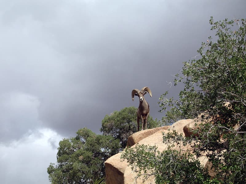 Animal, bighorn, boulders