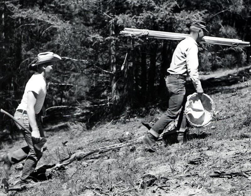 Axe, bakerdistrict, defoliation