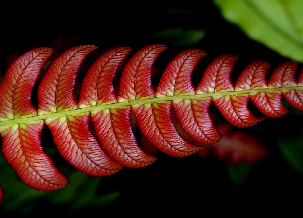 Blechnum NZ Fern.