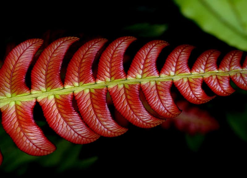 Blechnum NZ Fern.