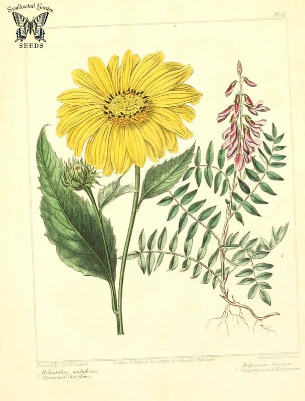 Perennial sunflower and Creeping-rooted Hedysarum (1806)