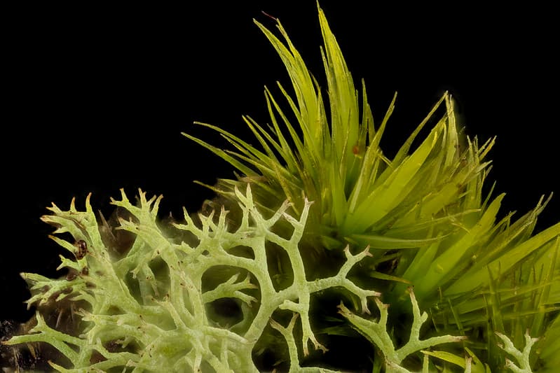 Lichen and moss, beltsville, md 2014-04-15-18.24.24 ZS PMax