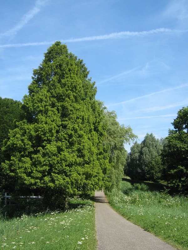 Bicycle path in Amsterdamse Bos