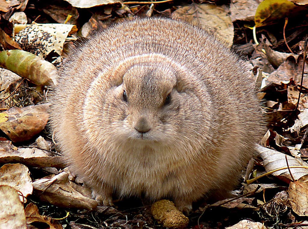 The black-tailed prairie dog (Cynomys ludovicianus)