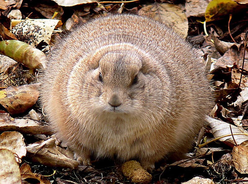 The black-tailed prairie dog (Cynomys ludovicianus)