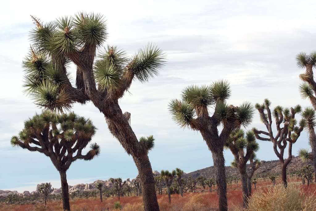 Joshua trees along Park Boulevard