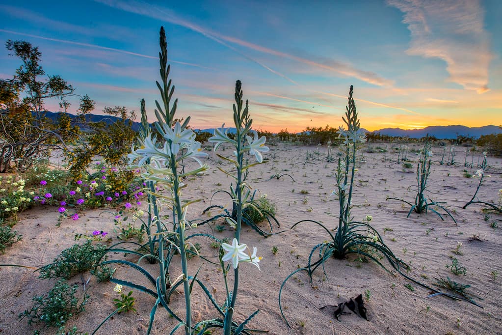 Desert Lily Preserve