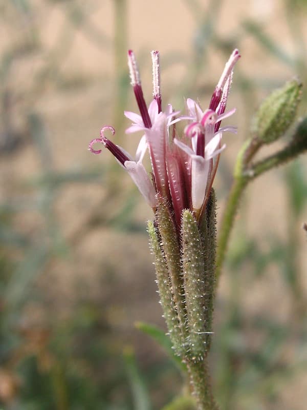 Desert palafox (Palafoxia arida); Pinto Basin