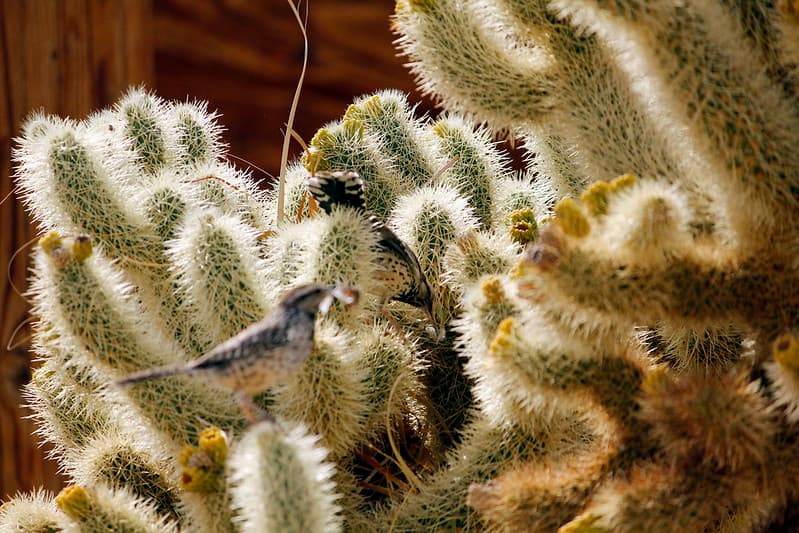 Cactus wren (Campylorhynchus brunneicapillus) building a nest