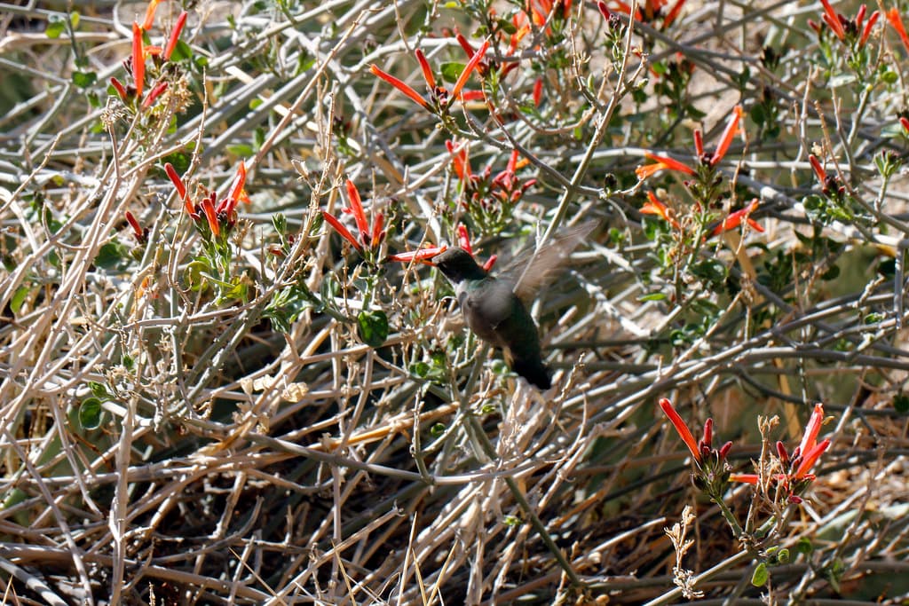 Humming bird at chuparosa (Justicia californica)